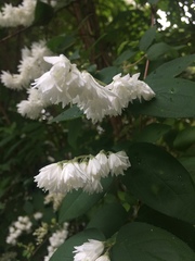 Deutzia scabra
