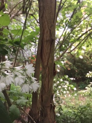 Deutzia scabra