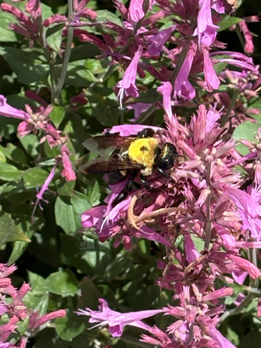 Eastern Carpenter Bee