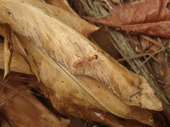 Ptecticus elongatus