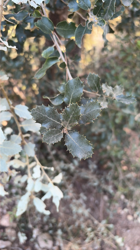Holm oak