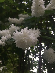 Deutzia scabra