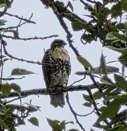 Red-tailed Hawk
