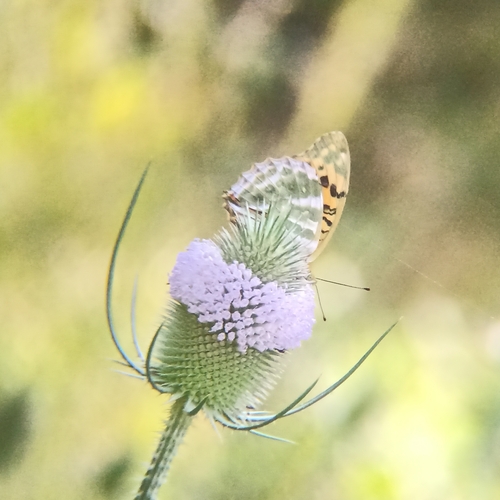 Silver-washed Fritillary