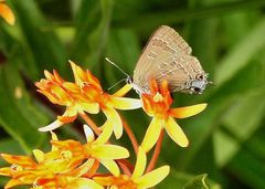 Satyrium caryaevorus