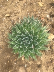 Aristaloe aristata