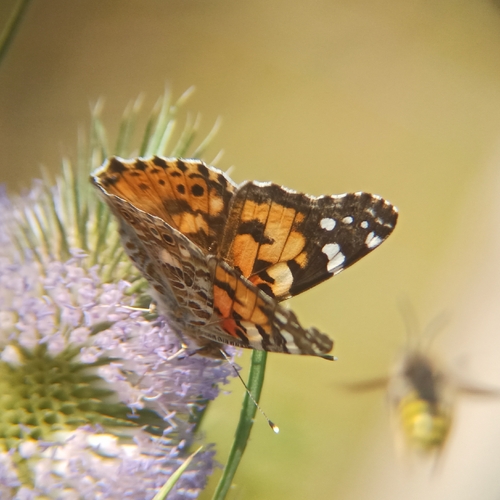 Painted Lady