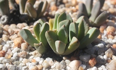 Pleiospilos compactus canus