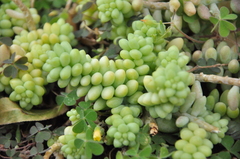 Sedum