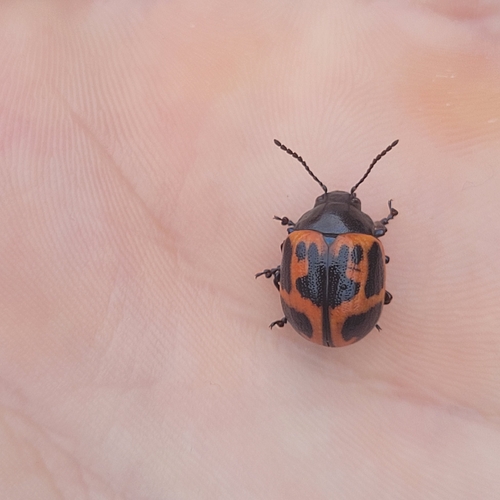 Swamp Milkweed Leaf Beetle