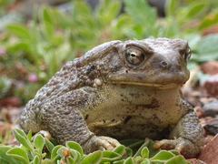 Sclerophrys mauritanica