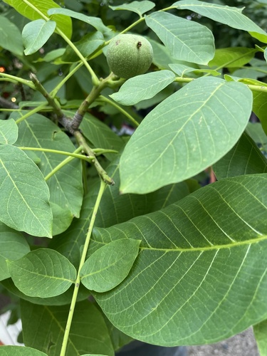 Persian walnut