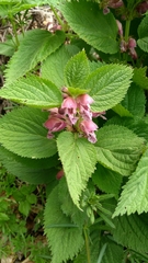 Lamium orvala