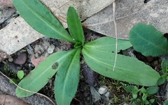 Solenogyne dominii