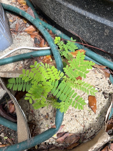 Tamarind