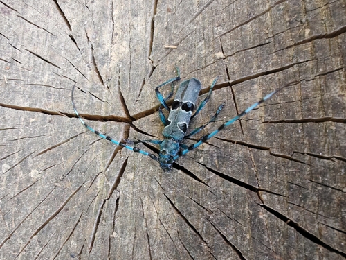 Alpine longhorn Rosalia