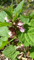 Lamium orvala