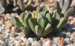 Pleiospilos compactus canus