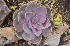 Echeveria