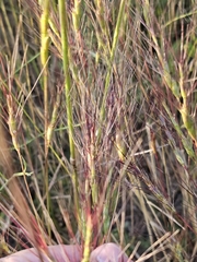 Aegilops triuncialis, photograph author not stated, no rights reserved
