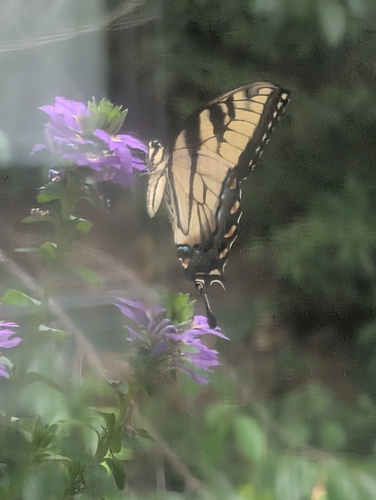 Eastern Tiger Swallowtail
