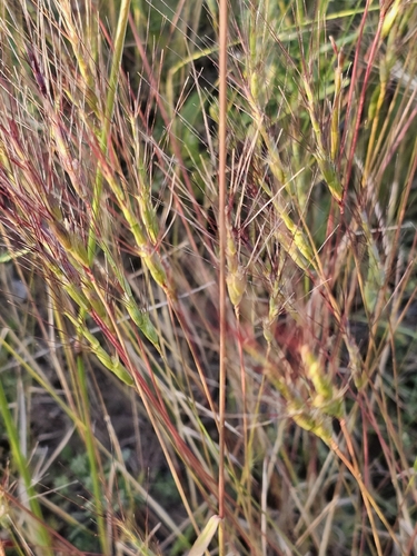 Aegilops triuncialis, photograph 3