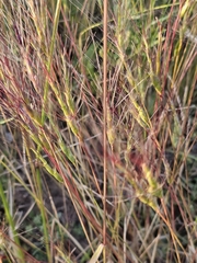Aegilops triuncialis, photograph author not stated, no rights reserved