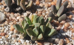 Pleiospilos compactus canus
