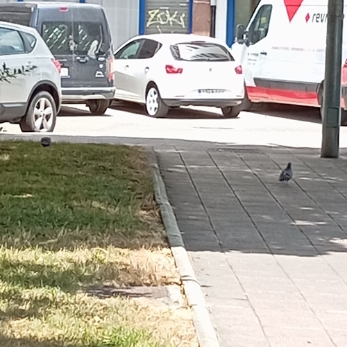Feral Pigeon