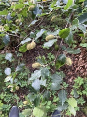 European beech