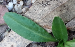 Solenogyne dominii