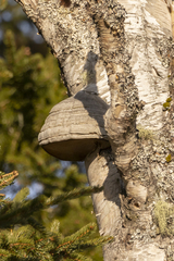 Fomes fomentarius image