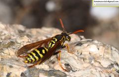 Polistes chinensis