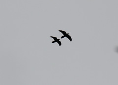 Corvus corax kamtschaticus