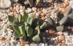 Pleiospilos compactus canus