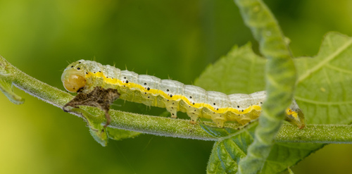 Bordered Sallow photo 3