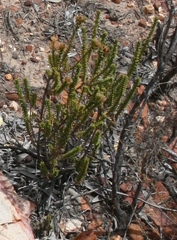 Oedera squarrosa