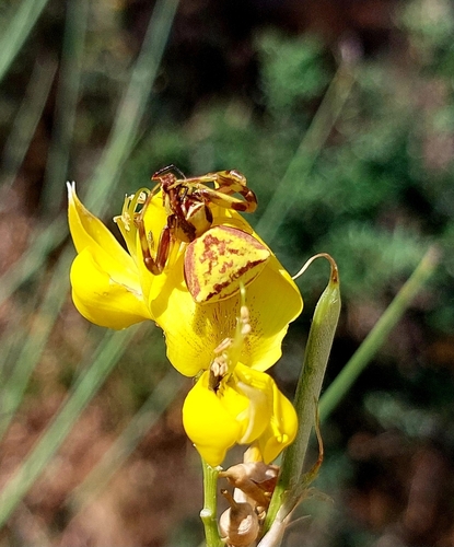 Heather crab spider