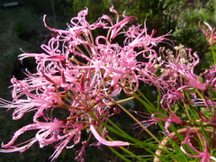 Nerine filifolia
