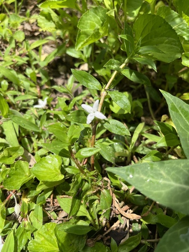 buttonweed