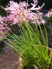 Nerine filifolia
