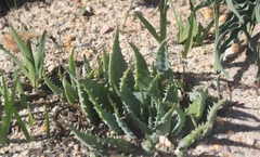 Aloe humilis