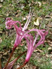 Nerine filifolia