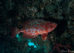 Priacanthidae