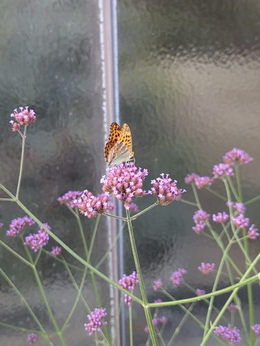Silver-washed Fritillary