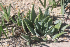 Aloe humilis