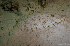 Pardachirus marmoratus