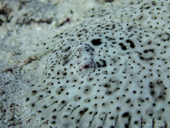 Pardachirus marmoratus