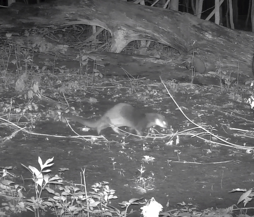 North American River Otter photographed in Illinois
