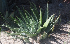 Aloe humilis